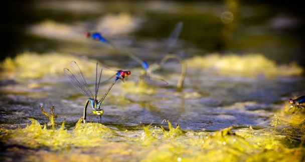 Libellen im Tandem bei der Eiablage im Teich. - Foto, Bild