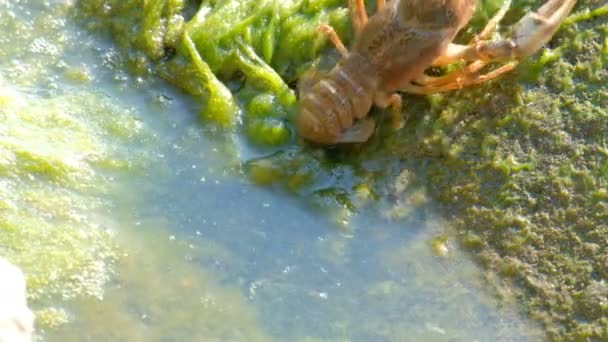 Bewegung wilder Krebse rückwärts. Algen und grüner Schlamm auf Stein und Wasser. - Filmmaterial, Video