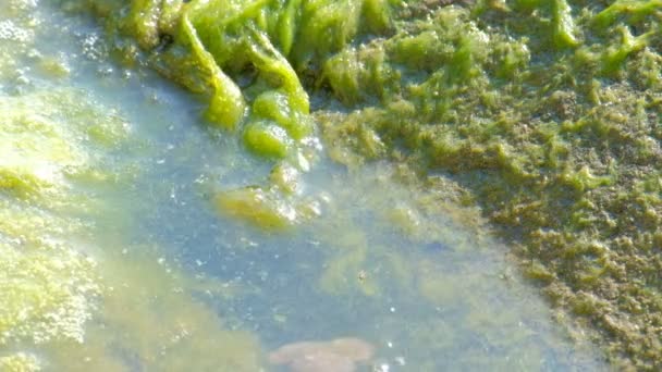 本物のザリガニは前方尾で水からクロール、忍び寄る回り。湖や川の岩の上の野生生物。藻類や背景に緑の色合い. - 映像、動画