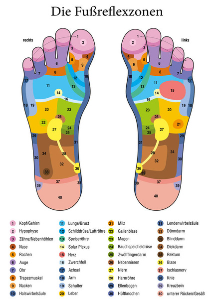 Foot reflexology. German names. Alternative acupressure and physiotherapy health treatment. Zone massage chart with colored areas. Numbering and listing of names of internal organs and body parts. - Vector, Image