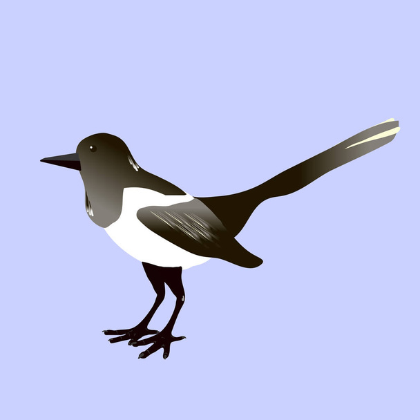Magpie on gray background. Vector - Vektor, kép