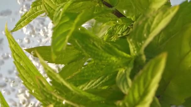Mint plant under water - Footage, Video