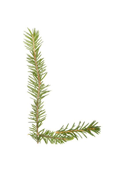Spruce twigs 'L' - Zdjęcie, obraz