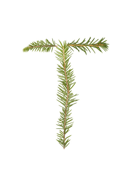 Spruce twigs 'T' - Φωτογραφία, εικόνα