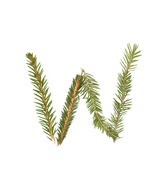 Spruce twigs 'W' - Φωτογραφία, εικόνα