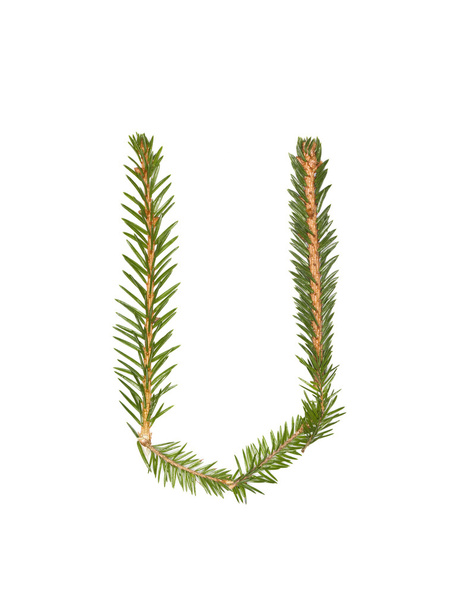 Spruce twigs 'U' - Fotoğraf, Görsel