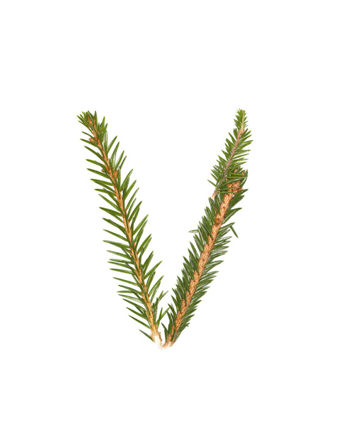 Spruce twigs 'V' - Φωτογραφία, εικόνα