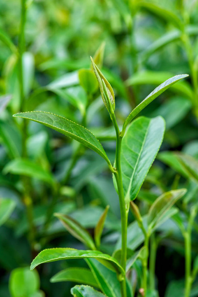 Fresh tea leafs in plantation. - Φωτογραφία, εικόνα