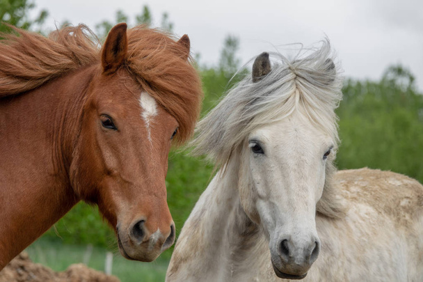 Los caballos islandeses en el comienzo del verano
 - Foto, Imagen