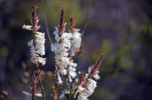 White bell-shaped flowers of the Australian native Blunt-leaf Heath, Epacris obtusifolia, growing in heath along the Little Marley fire trail, Royal National Park, Sydney, Australia. Flowers winter to summer - Photo, Image
