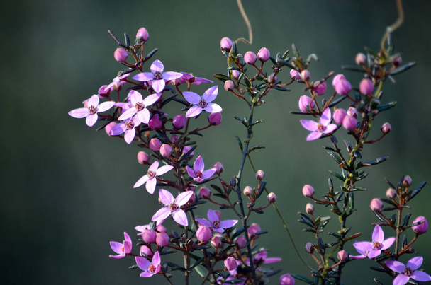 Pink flowers and buds of Australian native Boronia ledifolia, growing in heath on the Little Marley fire trail, Royal National Park, Sydney, Australia. Also known as the Showy, Sydney or Ledum Boronia - Photo, Image