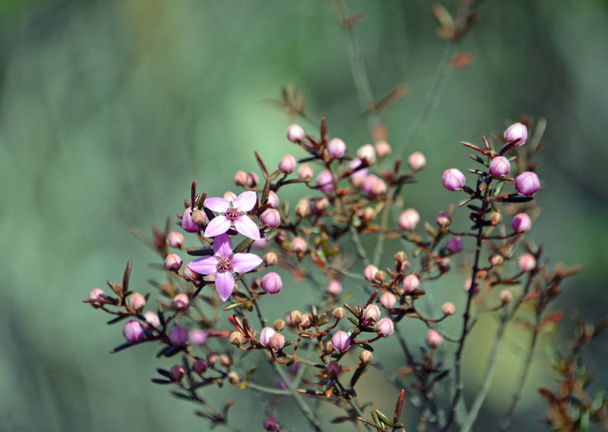 Roze bloemen en knoppen van Australische afkomst Boronia ledifolia, groeiend in heide op het Little Marley vuurpad, Royal National Park, Sydney, Australië. Ook bekend als de Showy, Sydney of Ledum Boronia - Foto, afbeelding