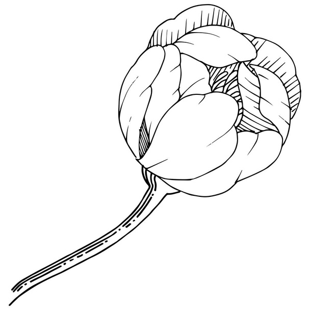 Pfingstrose im Vektorstil isoliert. voller Name der Pflanze: Pfingstrose. Vektorblume für Hintergrund, Textur, Wrappermuster, Rahmen oder Rahmen. - Vektor, Bild