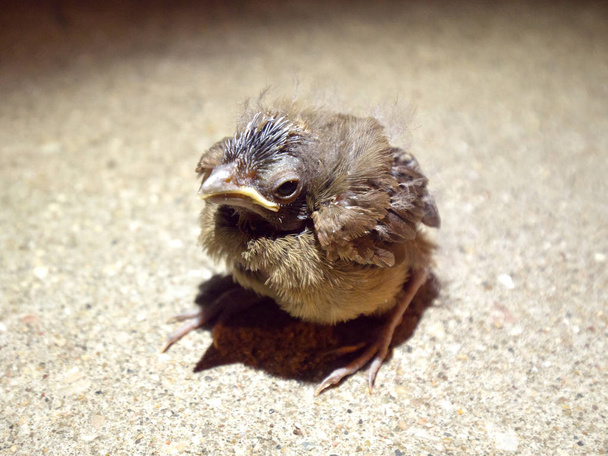 Lähikuva valokuva ruma mutta söpö väsynyt näköinen vauva lintu istuu betonin jalkakäytävällä yöllä silmät auki ja valokeilassa sitä katuvalot
. - Valokuva, kuva