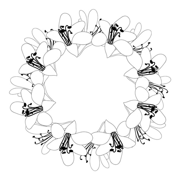 Agapanthus květinový věnec osnovy na bílém pozadí. Vektorové ilustrace. - Vektor, obrázek