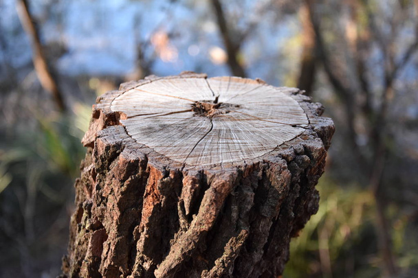 Mrtvého pařezu v buši. Starý pařez uschlého stromu poté, co byl kácet strom v parku. - Fotografie, Obrázek