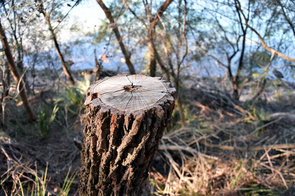 Dode boomstronk in de bush. Oude dode boomstronk nadat een boom werd gekapt in het park. - Foto, afbeelding