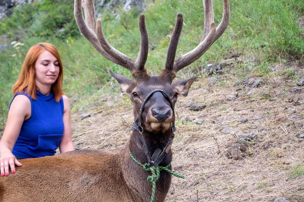Una giovane ragazza dai capelli rossi vestita con abiti sportivi accarezza le corna e la pelle di un maral cervo che giace su una montagna legata con una briglia sulle montagne dell'Altai
 - Foto, immagini
