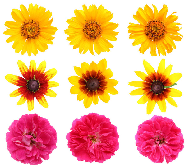 Sus flores de verano favoritas son girasoles y rosas. Nueve inflorescencias con transición de amarillo a rosa. Aislado en conjunto macro estudio blanco
 - Foto, Imagen