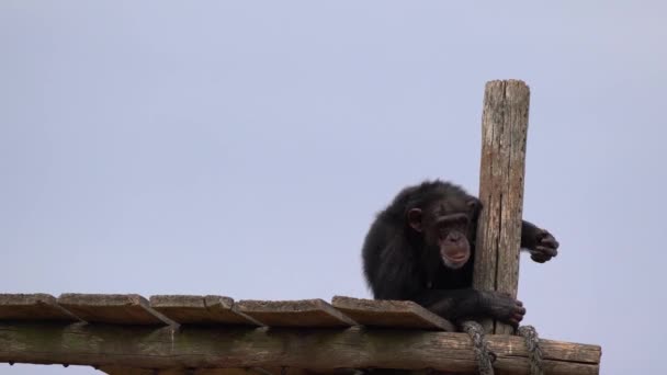 Uno scimpanzé comune sta giocando
 - Filmati, video