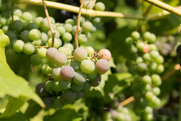 Виноград на лозі з зеленим тлом
 - Фото, зображення