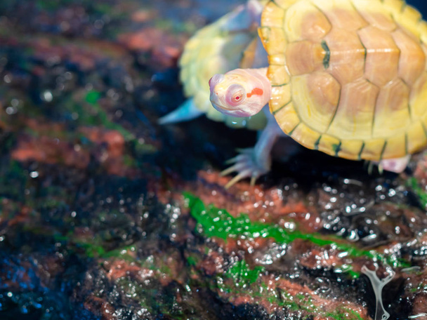 Küçük kaplumbağa veya bebek kaplumbağa, kırmızı kulaklı slayt - Fotoğraf, Görsel