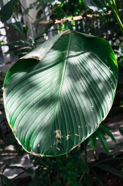 big green pin stripe leaf of calathea marantaceae from brazil - Photo, Image