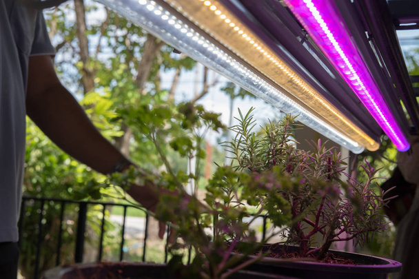 rostlina roste v chytré vnitřní farmě s led osvětlením. spektrum fyto lampa pro sazenice & pěstování - Fotografie, Obrázek