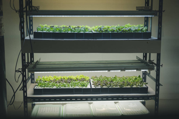 okos beltéri Farm mesterséges led fény növény. spektrum növény lámpa csemete & termesztése - Fotó, kép