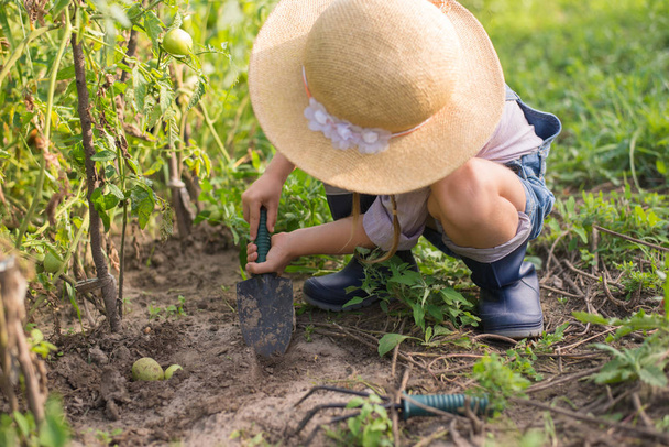 Girl harvesting tomato during fall gardening - Photo, Image