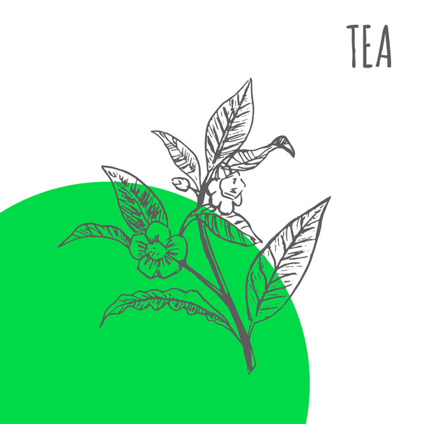 Tea vector sketch botanical herb for green tea tree aroma essential oil or herbal cosmetic and medicine package - Wektor, obraz