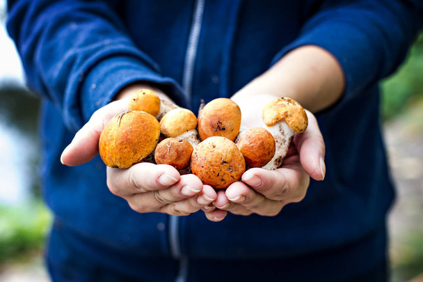 White mushroom in female hands. Picking mushrooms. Autumn forest. Autumn inspiration. vegetarian diet food - Photo, Image