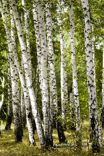 bétula floresta outono paisagem
 - Foto, Imagem