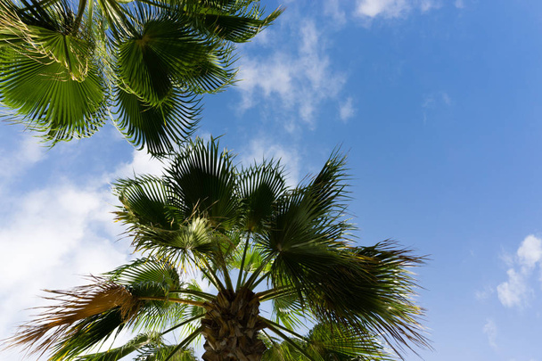 sky palms summer landscape - 写真・画像