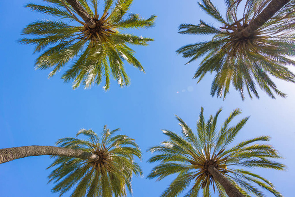 Green palm trees against blue sunny sky from below as template with free copy space - Photo, Image