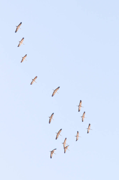стадо журавлей высоко в небе
 - Фото, изображение