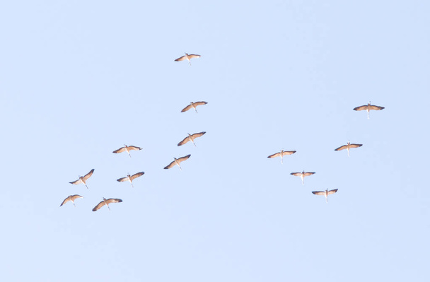 hejno jeřábů vysoké na obloze - Fotografie, Obrázek