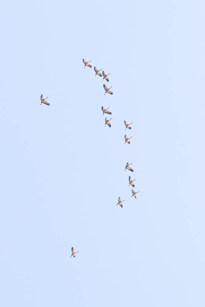 a flock of cranes high in the sky - Photo, Image