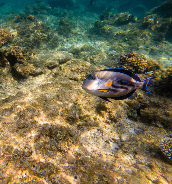 Shoal tvář surgeonfish nebo hejno tang, Acanthurus mělčina - Fotografie, Obrázek