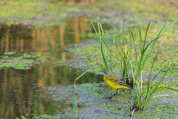 Wagtail amarillo o feldegg Motacilla flava en naturaleza salvaje - Foto, imagen