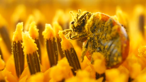 Mariquita roja con polen en girasol amarillo en el sol
 - Imágenes, Vídeo