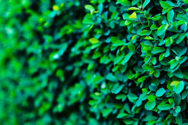 Shrub with small leaves blurred background - 写真・画像