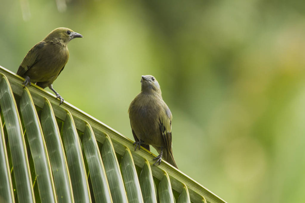 Dos curiosos pájaros verdes en una hoja de palma con fondo verde. Gabriel da Cachoeira, Amazonas / Brasil
 - Foto, Imagen
