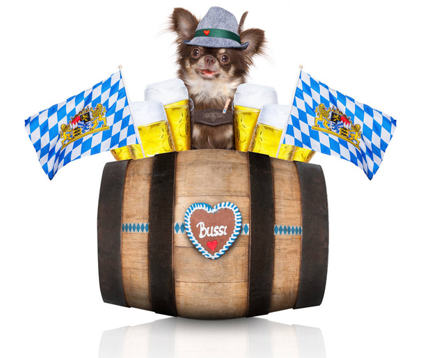bavarian chihuahua dog with owner  isolated on white background , ready for the beer celebration festival in munich - Photo, Image