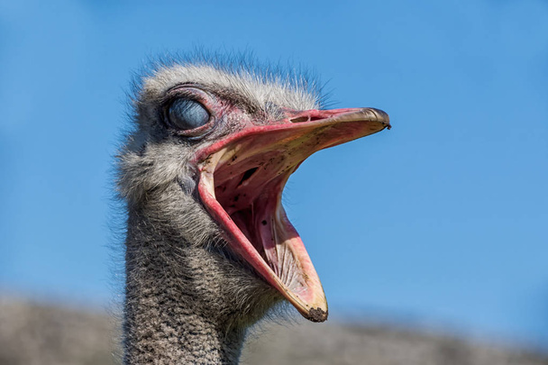 portrait of Ostrich on blue sky background - Φωτογραφία, εικόνα