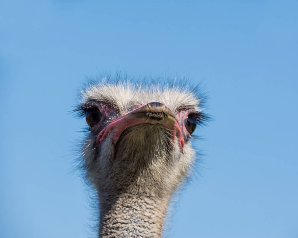 Portret van struisvogel op de blauwe hemelachtergrond - Foto, afbeelding