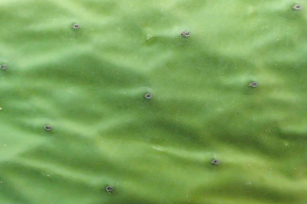detailed close up of a prickly pear leaf - Photo, Image