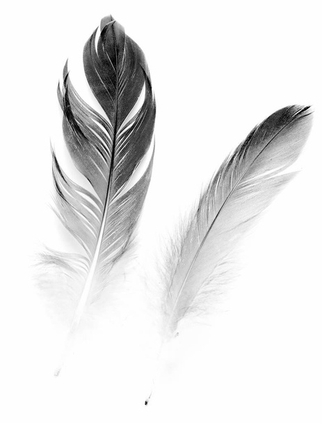 птичье перо на белом фоне - Фото, изображение