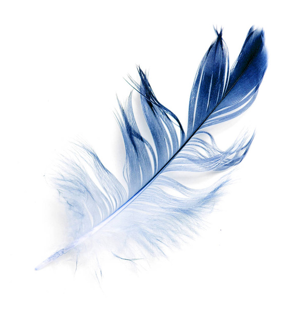 птичье перо на белом фоне - Фото, изображение