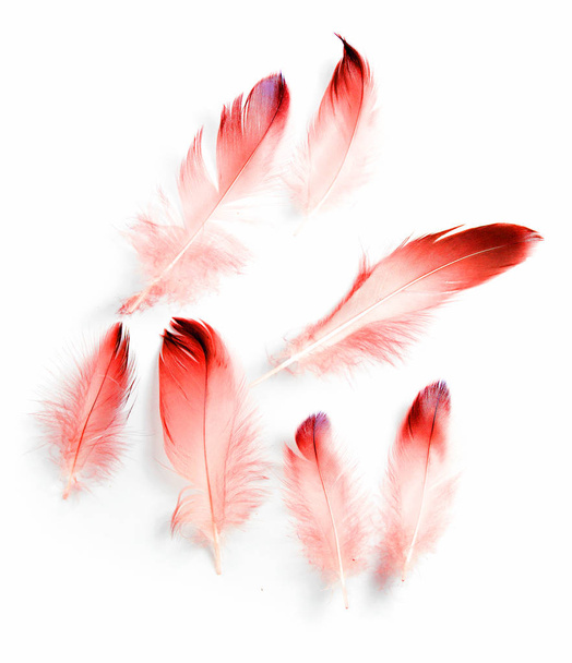 madár toll fehér háttér - Fotó, kép